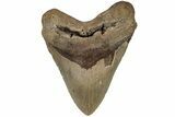 Fossil Megalodon Tooth - North Carolina #200242-1